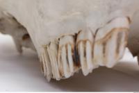 animal skull teeth 0010